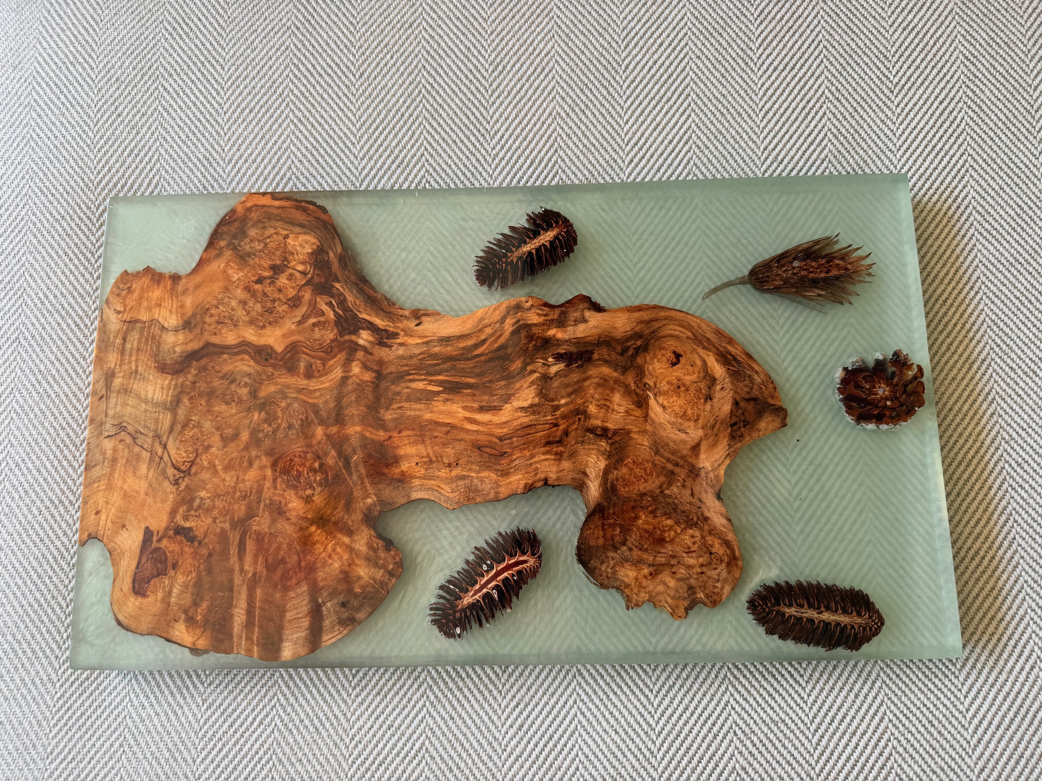 Maple Burl with pine cones